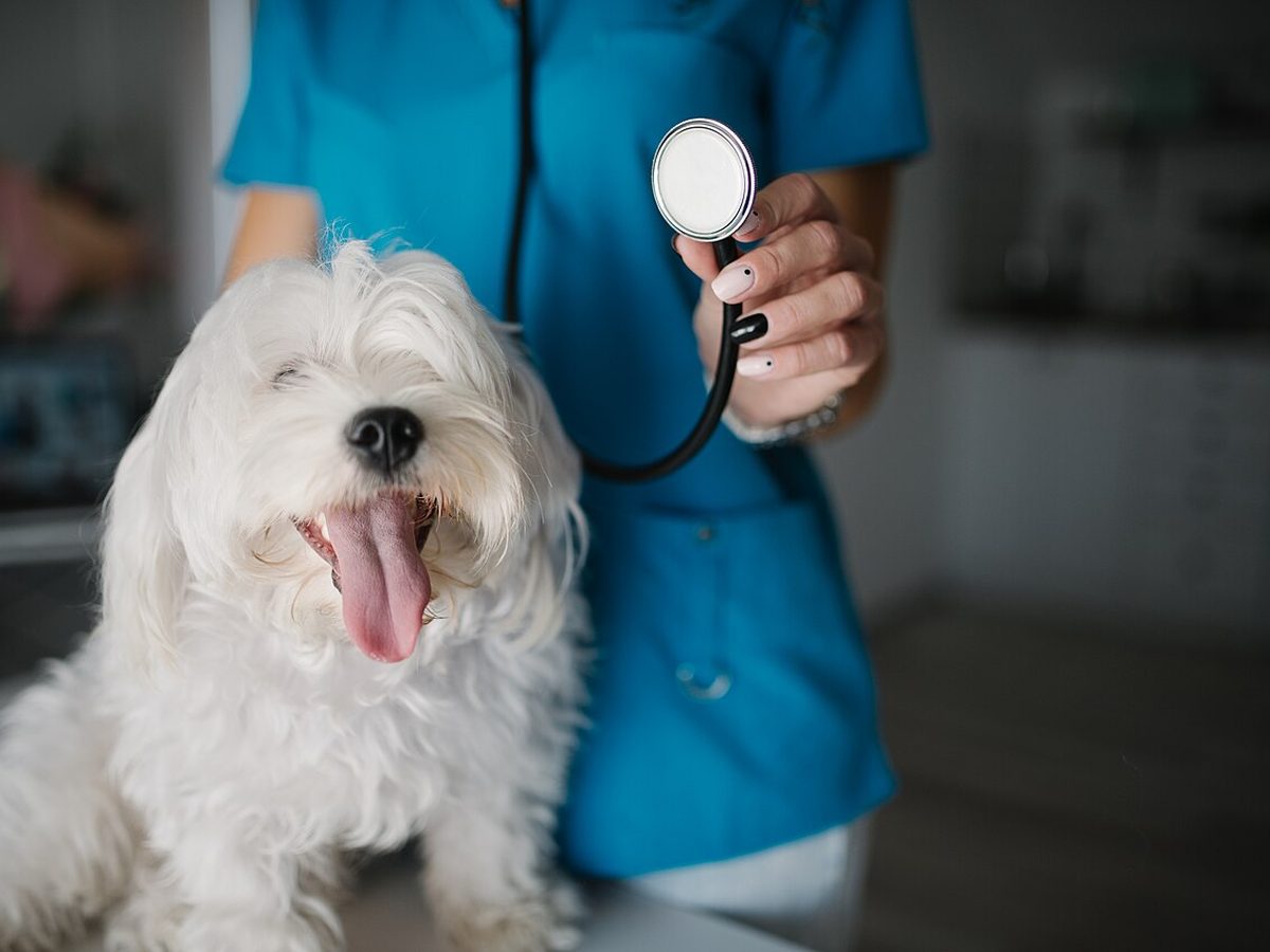 L'ingresso dell'ambulatorio veterinario a Pescarolo ed Uniti
