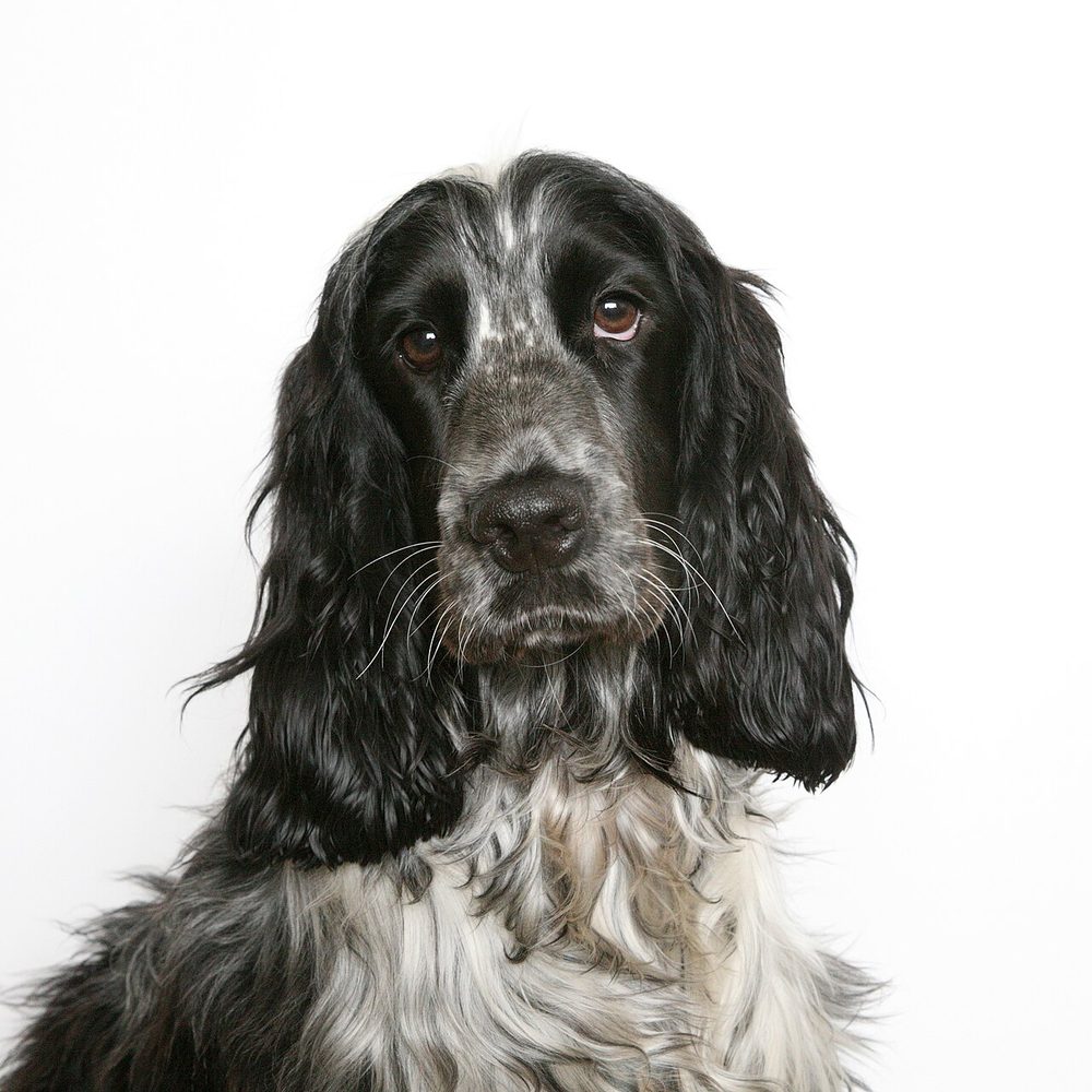 Cocker spaniel inglese