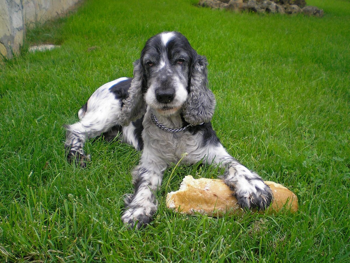 Cocker spaniel inglese blu roano