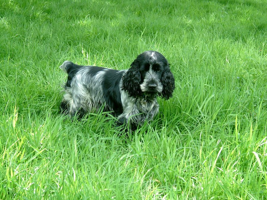 Un cocker spaniel inglese all'aperto in autunno
