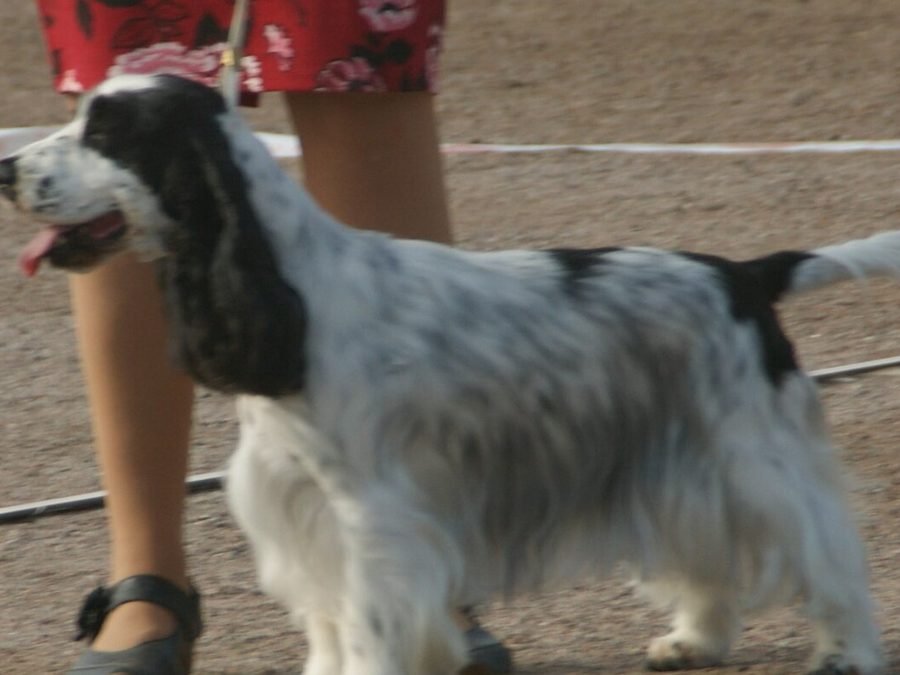 Cocker spaniel inglese in un bosco