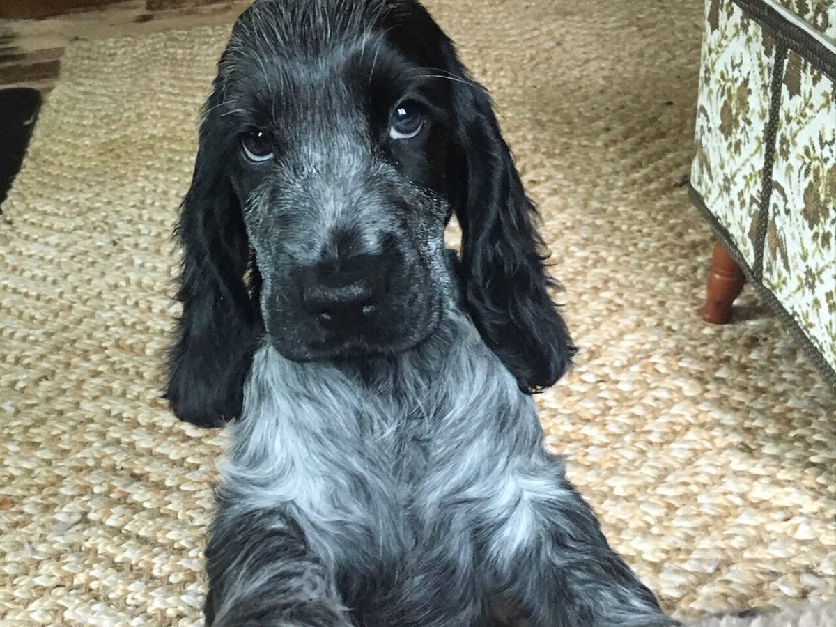 Un cocker spaniel inglese durante una visita in ambulatorio