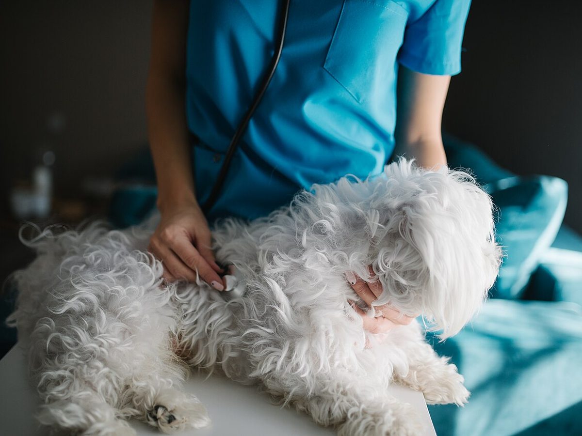Un cane visitato d'urgenza